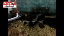 بالفيديو.. أول تمساح بمحطة بحوث الثروة السمكية ببلطيم كفر الشيخ