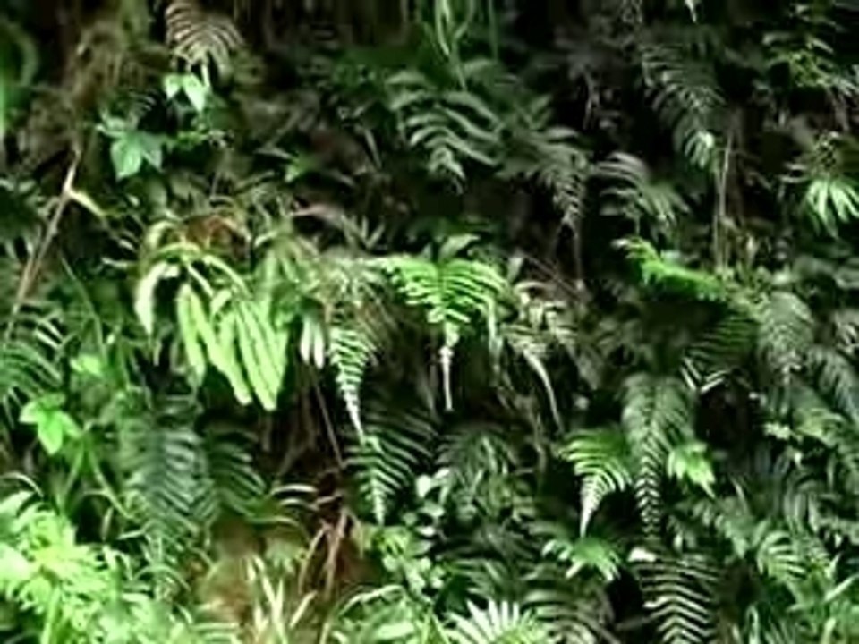 Le Chant des sooglossus