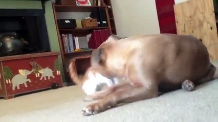 Yavru kedi ile pittbullun oyunu