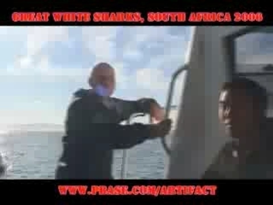 Requin blanc _ white shark