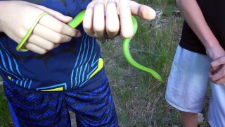 4K The Green Poop Snake - Chasing Reptiles & Amphibians in CA AZ UT NV NM TX FL Herping & Nature.
