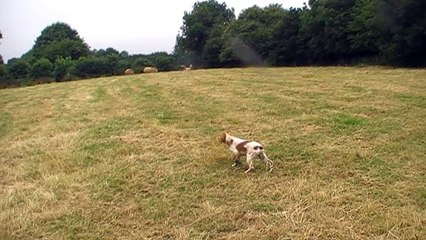 Merkur arrêt sur caille  - Copie