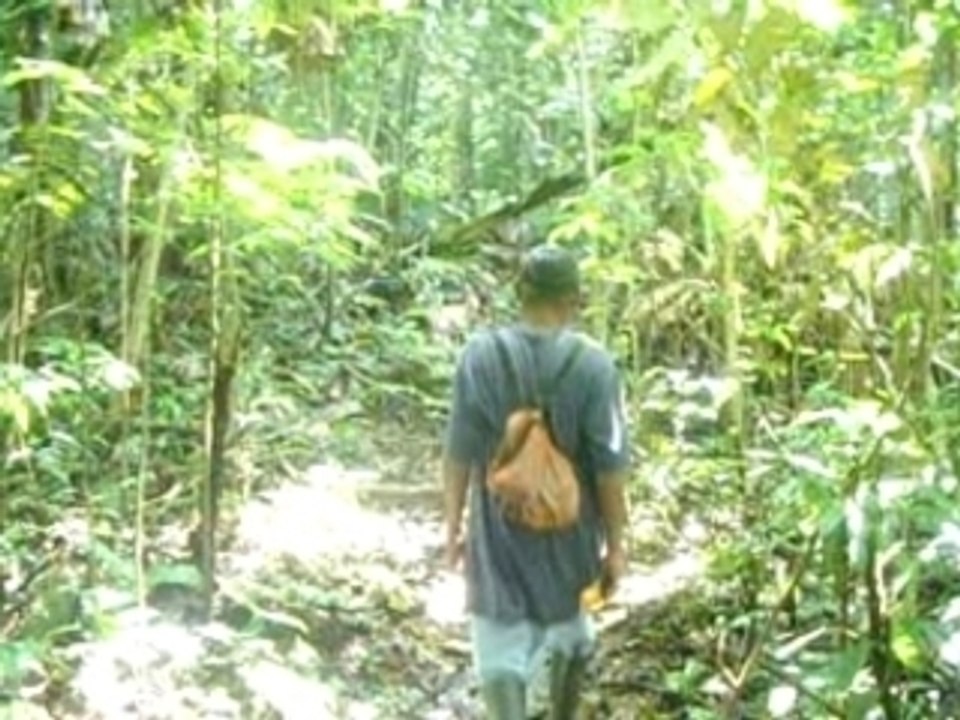 Video amazonie alex