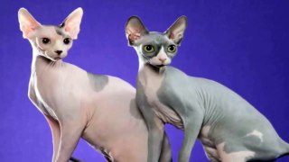 ¿Una gato sin pelo 'Animales Curiosos' #4-Rincon animal