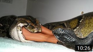 Most amazing wild animal attacks #1 - Biggest python snake   Giant anaconda attacks human_HD