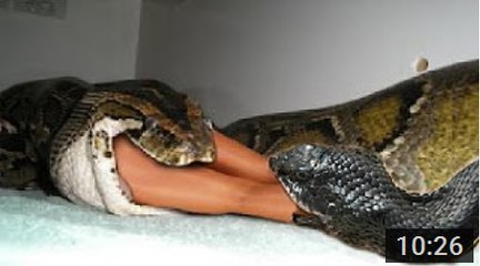 Most amazing wild animal attacks #1 - Biggest python snake   Giant anaconda attacks human_HD