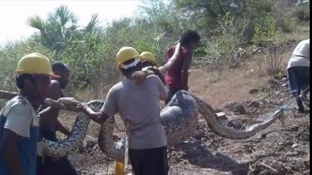 Most amazing wild animal attacks #4 - Biggest python snake attacks human Giant anaconda attacks_HD