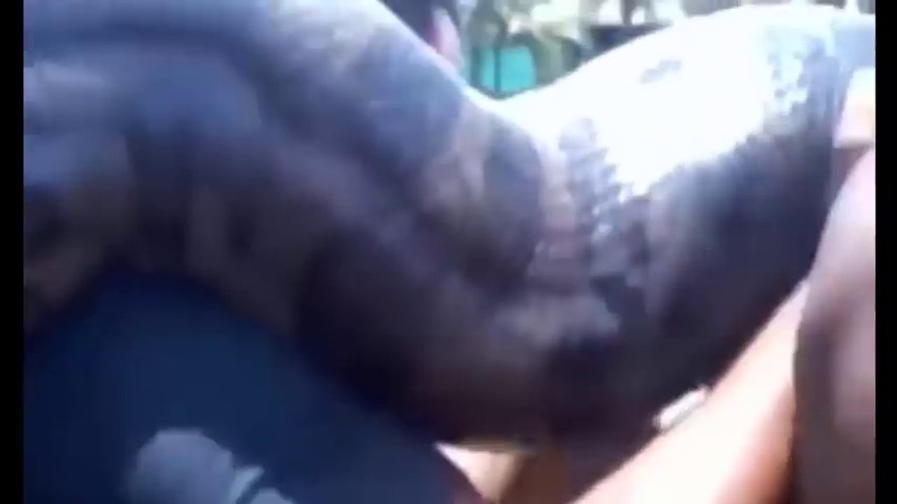 World s Biggest Python Snake Found on Earth   Giant Anaconda in Amazon River   Python Attacks Deer_HD