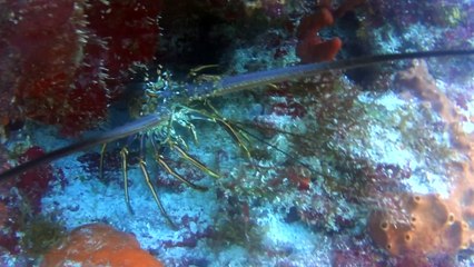 BUCEO Arrecife Manchones Isla Mujeres