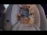 Maltese Puppy Relaxes in a Baby Swing