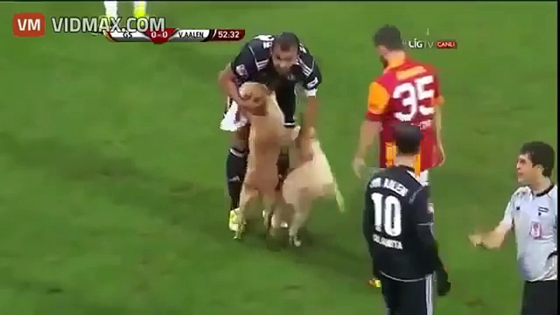 SOCCER MATCH INTERRUPTED BY TWO CUTE PUPPIES RUNNING ONTO THE FIELD