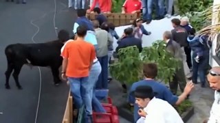 Funny video - Funny Animal - Funny crazy bull fails - Most Awesome Bullfighting Festival - 1