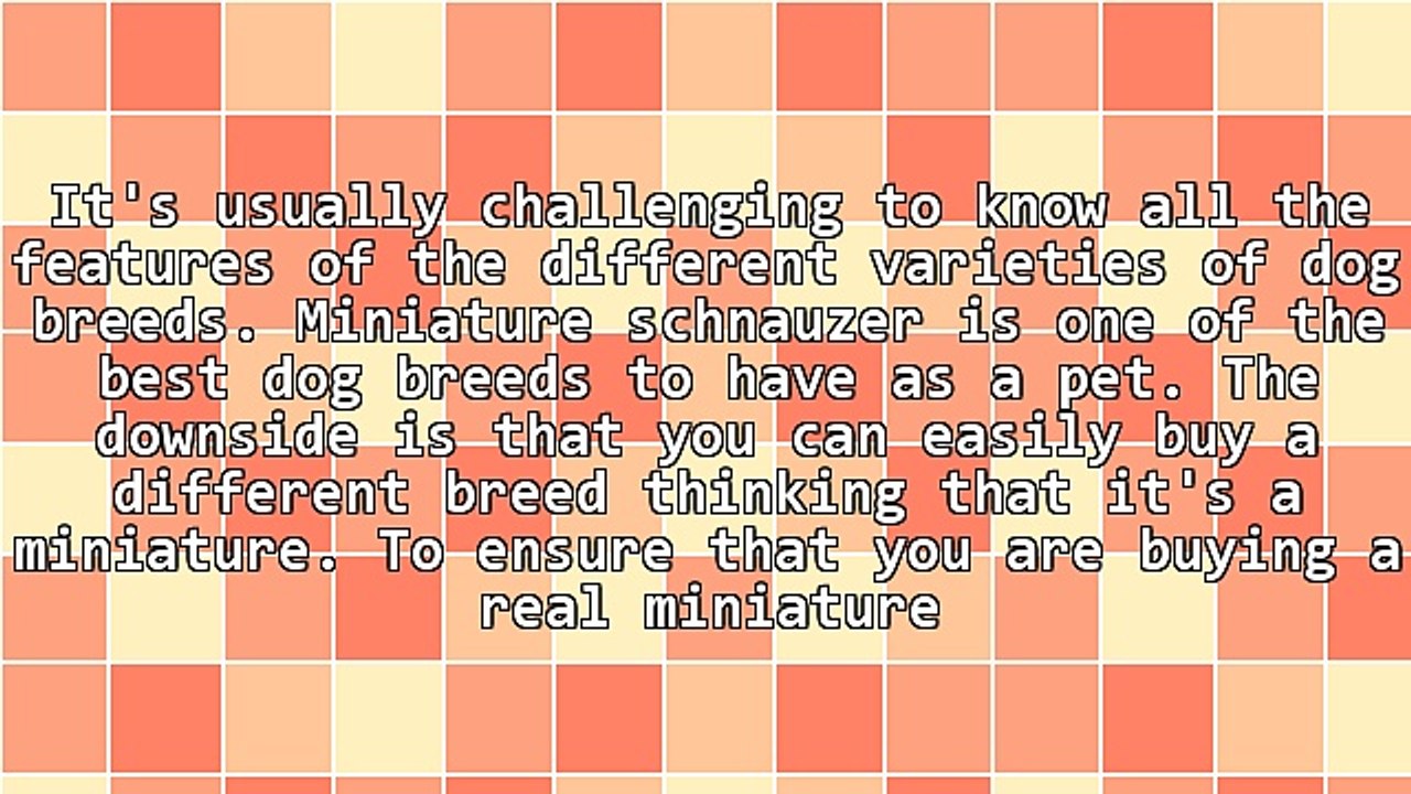 Miniature Schnauzer For Sale: Features Of A Real Miniature Schnauzer