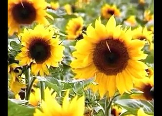 Jab Tum Aa Jaate Ho Samne