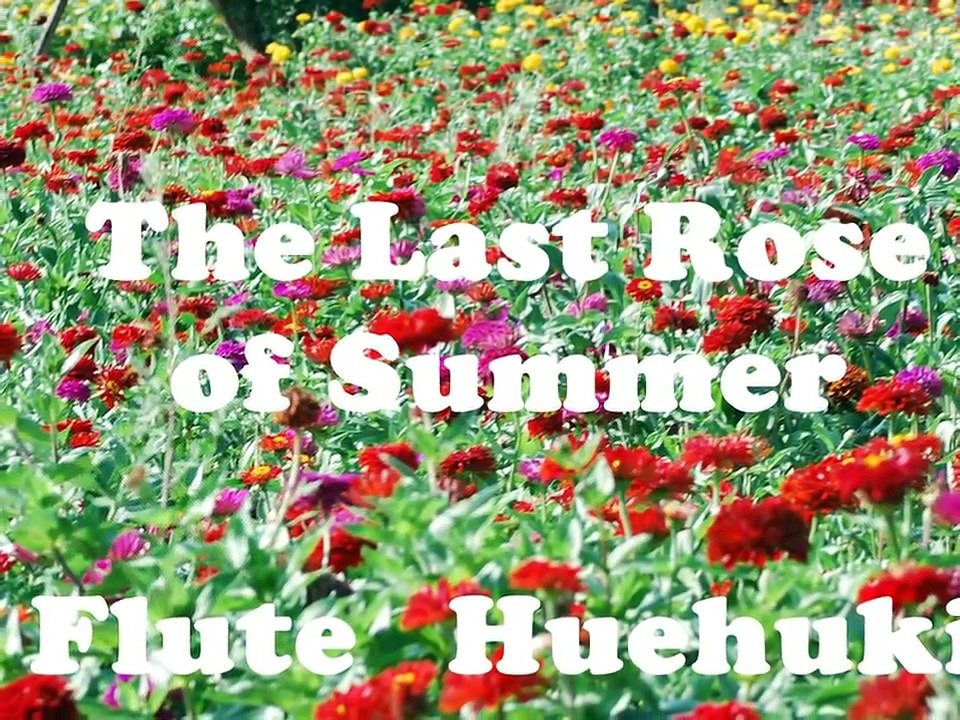 梅本哲信　庭の千草----フルート演奏-The-Last-Rose-of-Summer_yFIuV8yD+0w_youtube.com