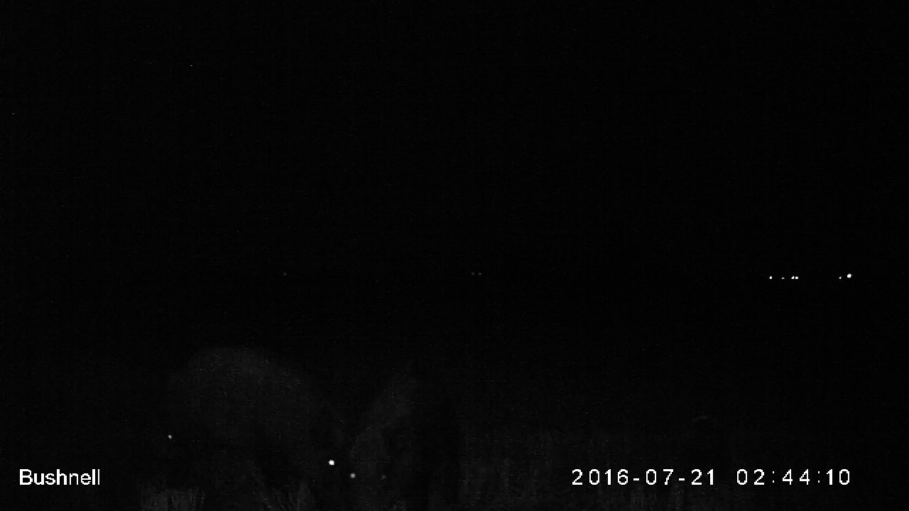 Sangliers_21_7_2016_2