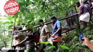 Jaguar attacks people in residential areas