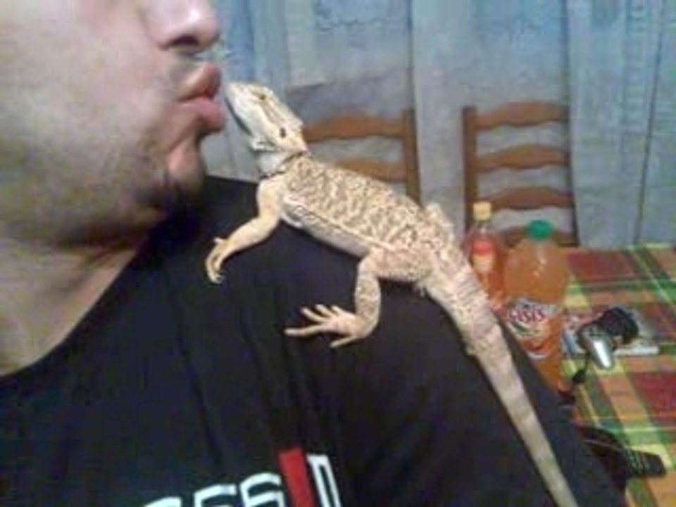 chouara et pogona
