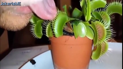 Funny videos 2016  Stupid people doing stupid things