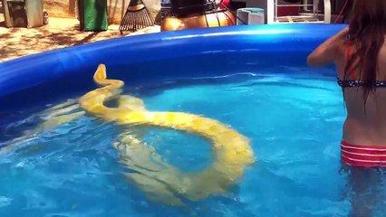 Une fillette s'amuse avec un piton birman de 5 mètres dans sa piscine.