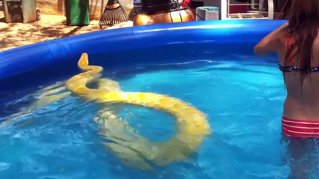 Une fillette s'amuse avec un piton birman de 5 mètres dans sa piscine.