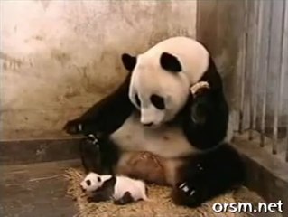 The Sneezing Baby Panda
