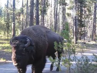 How to be quiet around a Bison