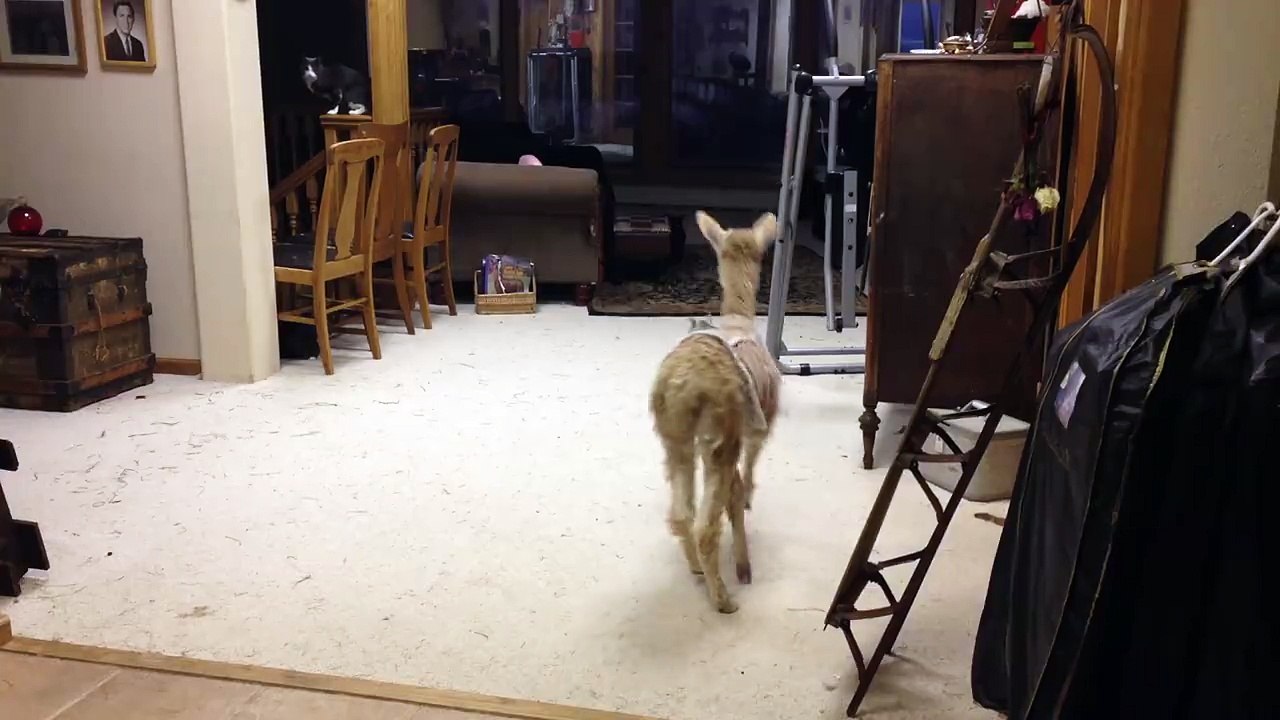 Un bébé Alpaga veut jouer avec des chats mais ils ont un peu peur de lui