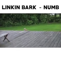 linkin park - numb par des chiens