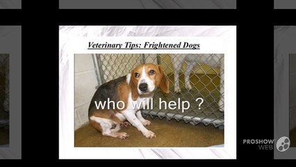 TruCare Pharmacy Veterinary Tips: Frightened Dogs