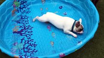 Ce bouledogue nage dans une piscine.. sans eau ! Qu'il est bête ce chien