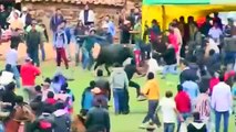 Bulls attack crowds at Peru bull running festival