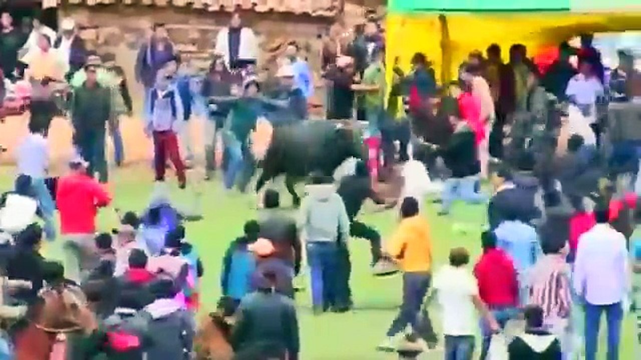 Bulls attack crowds at Peru bull running festival