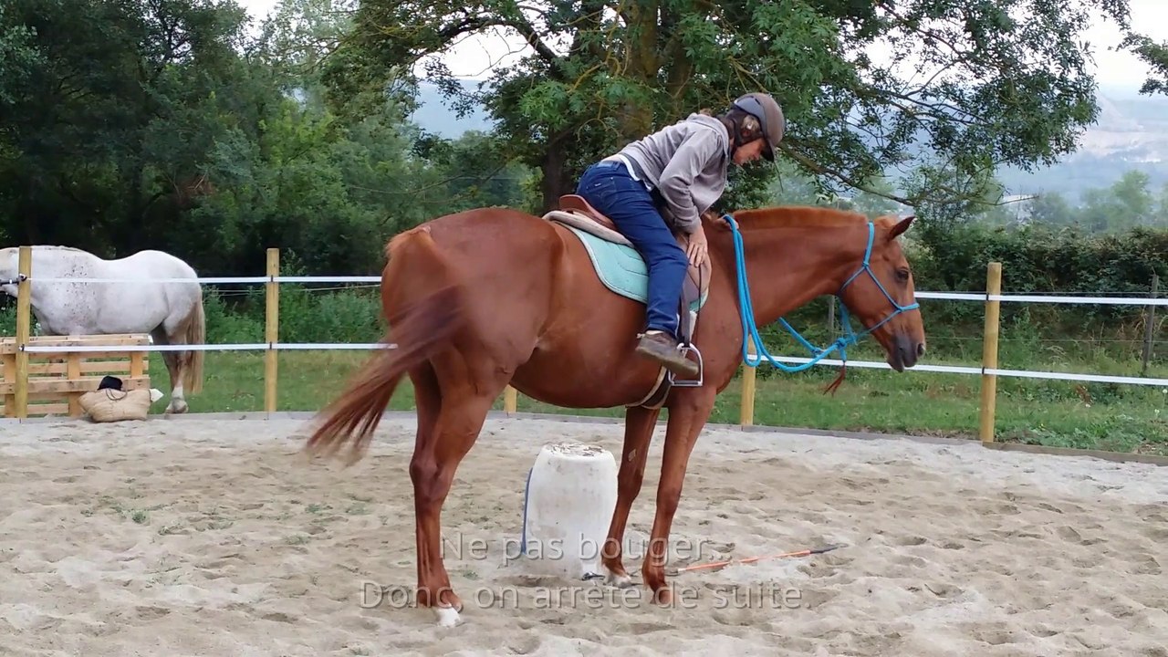 Debourrage d'un cheval en douceur