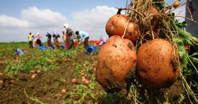 Patates Tarlada 25 Kuruş, Pazarda 1,5 Lira