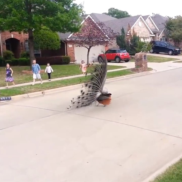 ¡Los pavos reales imponen la ley!