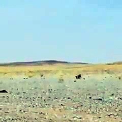 Un lézard tente de fuir le sable pour se refroidir à l’ombre !