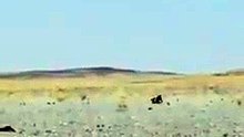 Un lézard tente de fuir le sable pour se refroidir à l’ombre !