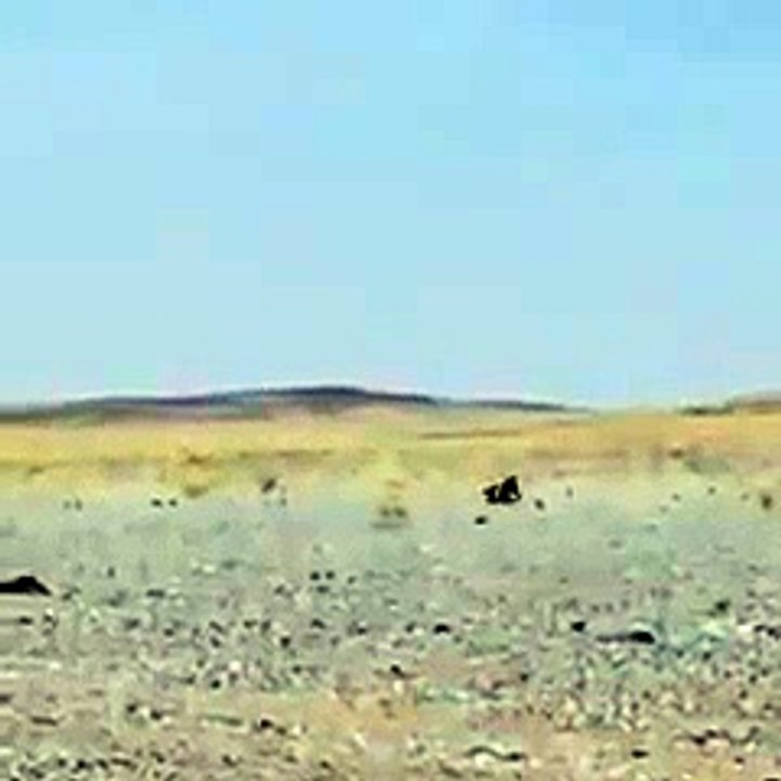 Un lézard tente de fuir le sable pour se refroidir à l’ombre !