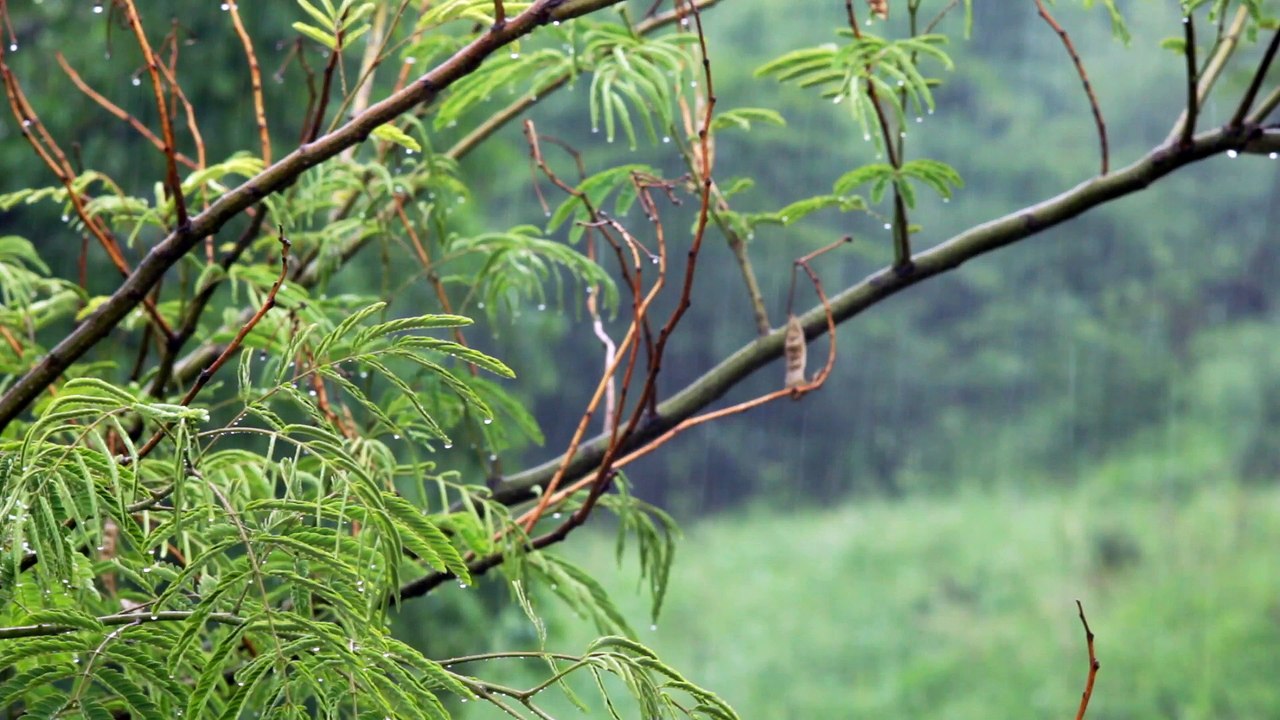 Rain