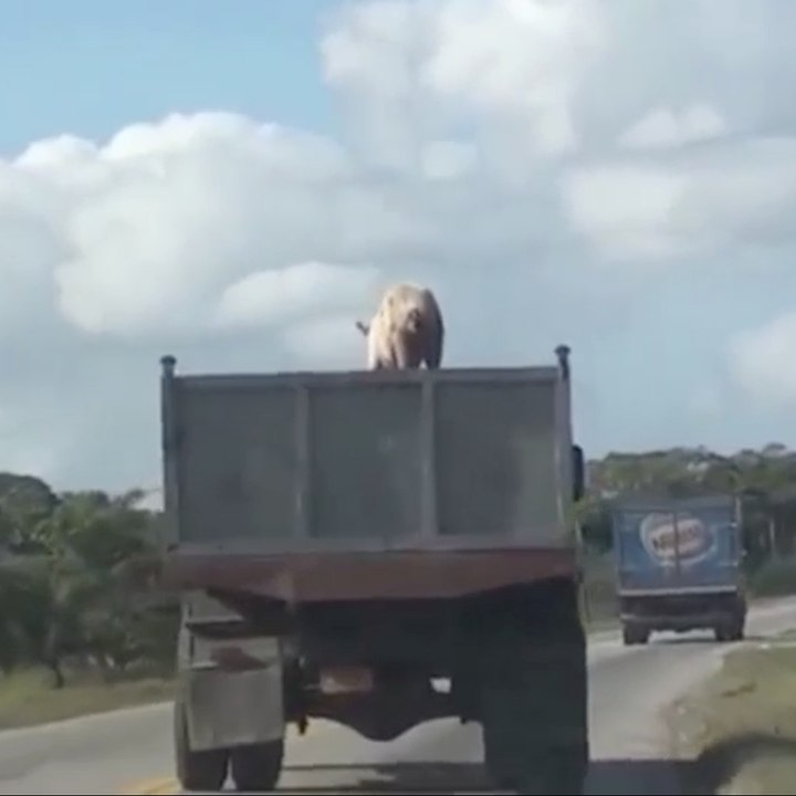 Pig escape!