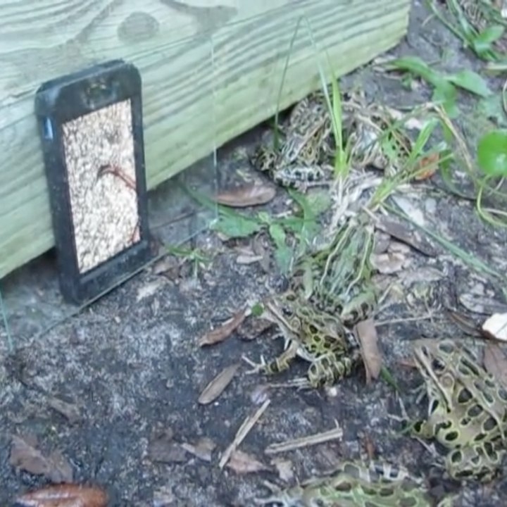 This show was made especially for frogs!