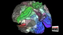 New brain map identifies nearly 100 new areas