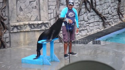 Cette otarie fait du playback sur la musique "Crazy"