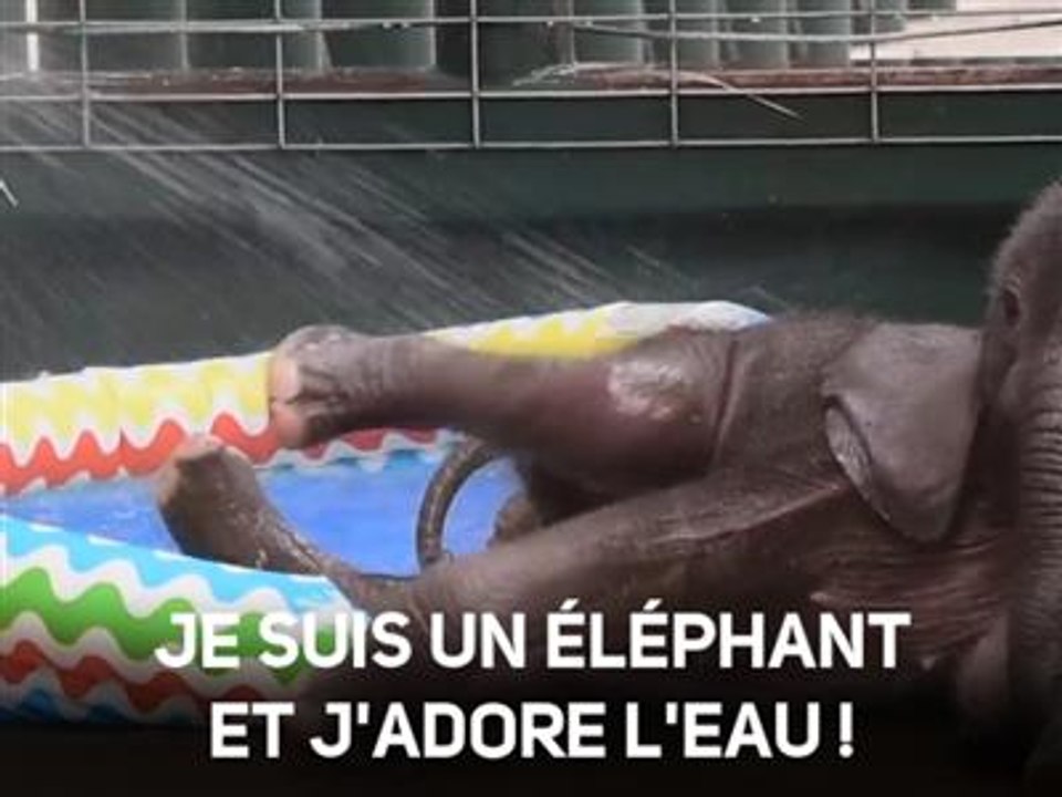 Trop mignon : cet éléphant découvre la baignade !