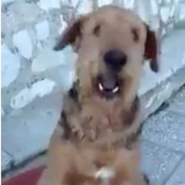 ¡Este perro sabe contar!