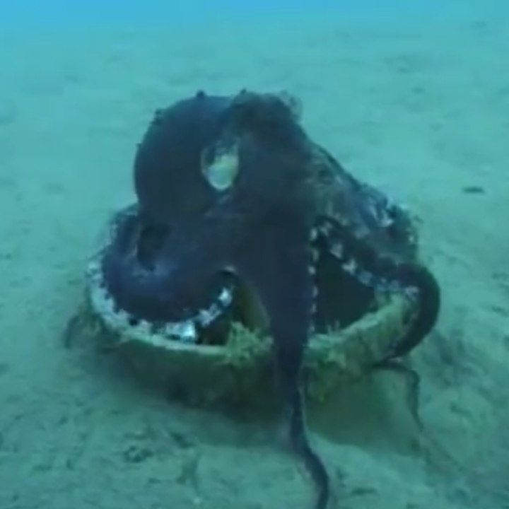 L'étonnante maison d'un poulpe