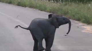 Una cría de elefante cazando pájaros