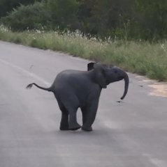 Um bebê elefante perseguindo aves