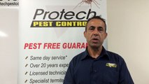 Call us for wasp removal in Melbourne If heavy wasp infestation